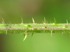 Rubus newbouldii