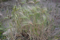 Hordeum jubatum
