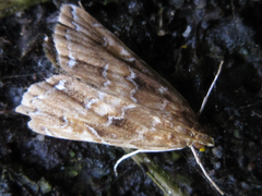 Elophila turbata