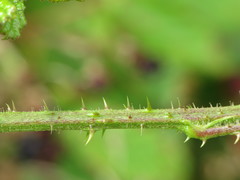 Rubus newbouldii