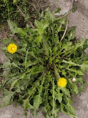 Taraxacum officinale