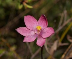 Thelymitra × irregularis