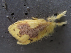 Euproctis piperita