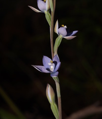 Thelymitra atronitida