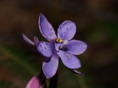 Thelymitra juncifolia