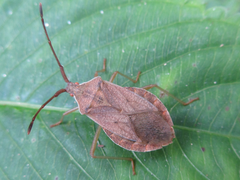 Homoeocerus dilatatus
