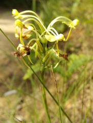 Habenaria linguella
