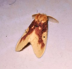 Euproctis quadrangularis