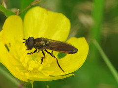 Pyrophaena granditarsis