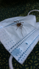 Odiellus troguloides