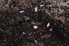 Utricularia uniflora
