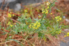 Sisymbrium loeselii
