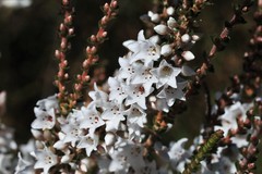 Epacris microphylla