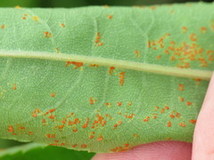 Coleosporium senecionis