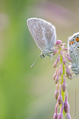 Aricia nicias