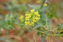 Sisymbrium loeselii