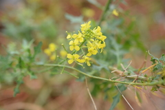 Sisymbrium loeselii