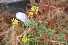 Sisymbrium loeselii