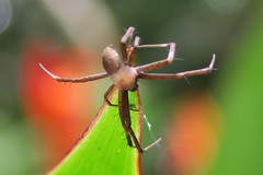 Argiope versicolor