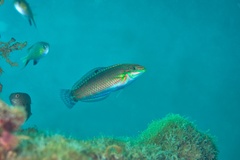 Ornamented Wrasse photo 5