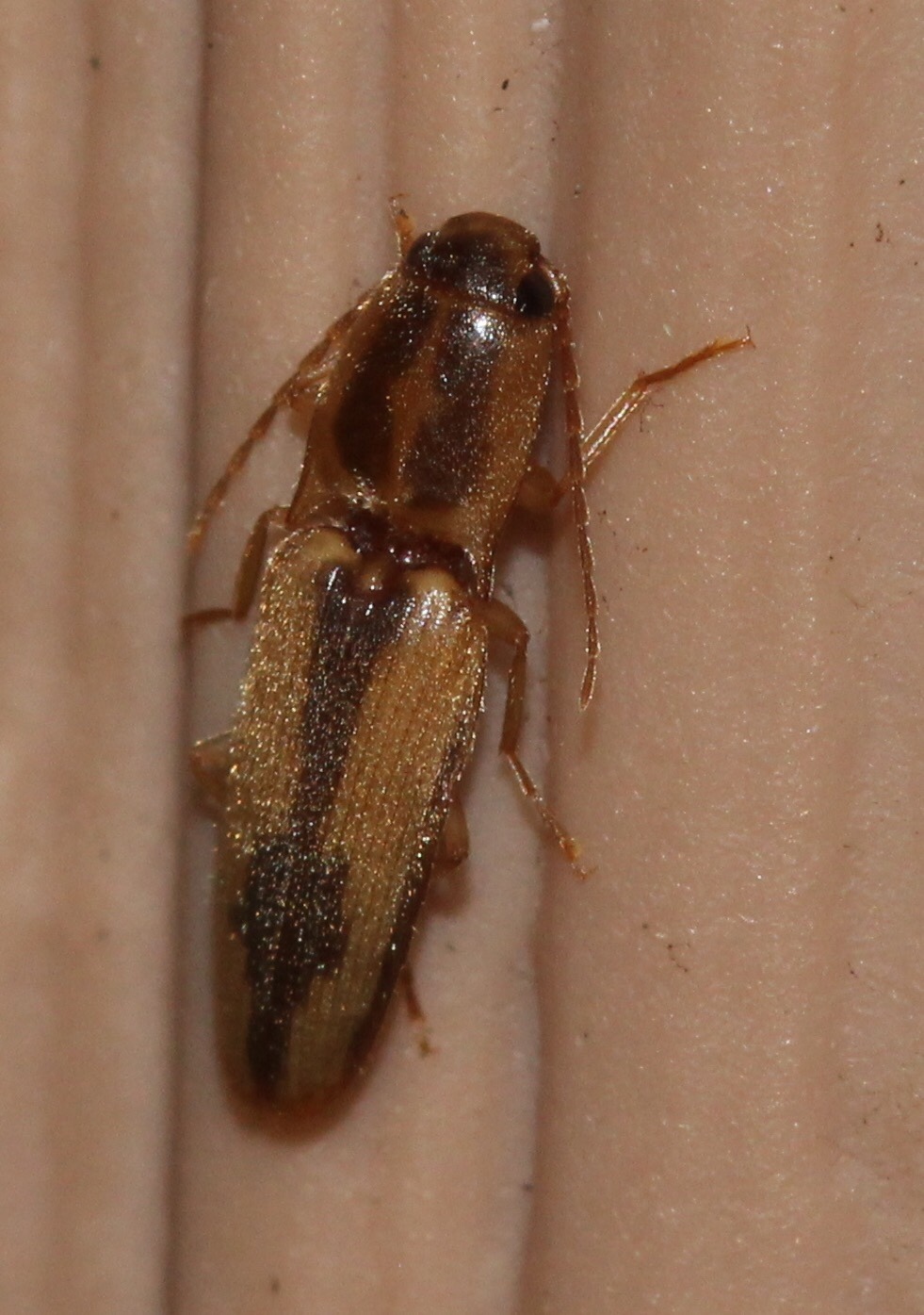tobacco wireworm Tobacco Wireworm (Conoderus vespertinus) · iNaturalist