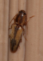 Conoderus vespertinus