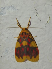 Barsine rubricostata