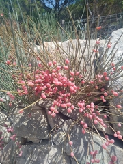 Ephedra fragilis