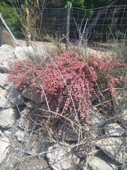 Ephedra fragilis