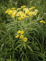 Jacobaea paludosa lanata