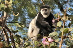 Colobus guereza