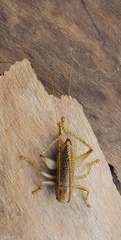 Ocellarnaca