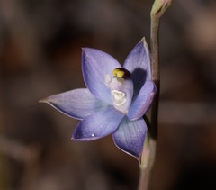 Thelymitra atronitida
