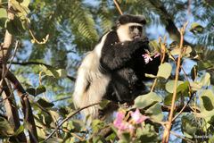 Colobus guereza