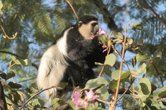 Colobus guereza
