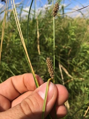 Carex pellita