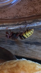 Vespa crabro