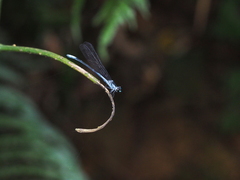 Bayadera brevicauda