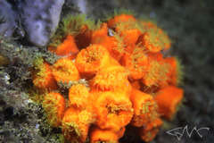 Australopsammia aurea