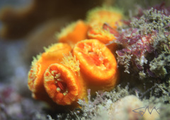 Australopsammia aurea