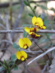 Bossiaea stephensonii