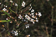 Zieria laxiflora