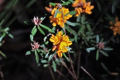 Pultenaea myrtoides