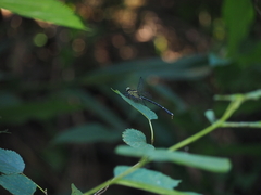 Heliogomphus retroflexus