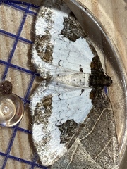 Melanthia procellata