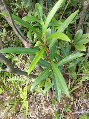 Image of Ficus variolosa by (c) portioid, some rights reserved (CC BY)