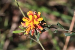 Pultenaea myrtoides