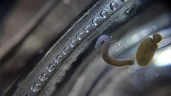 Erpobdellidae