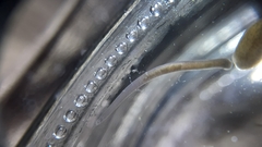 Erpobdellidae