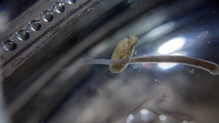 Erpobdellidae